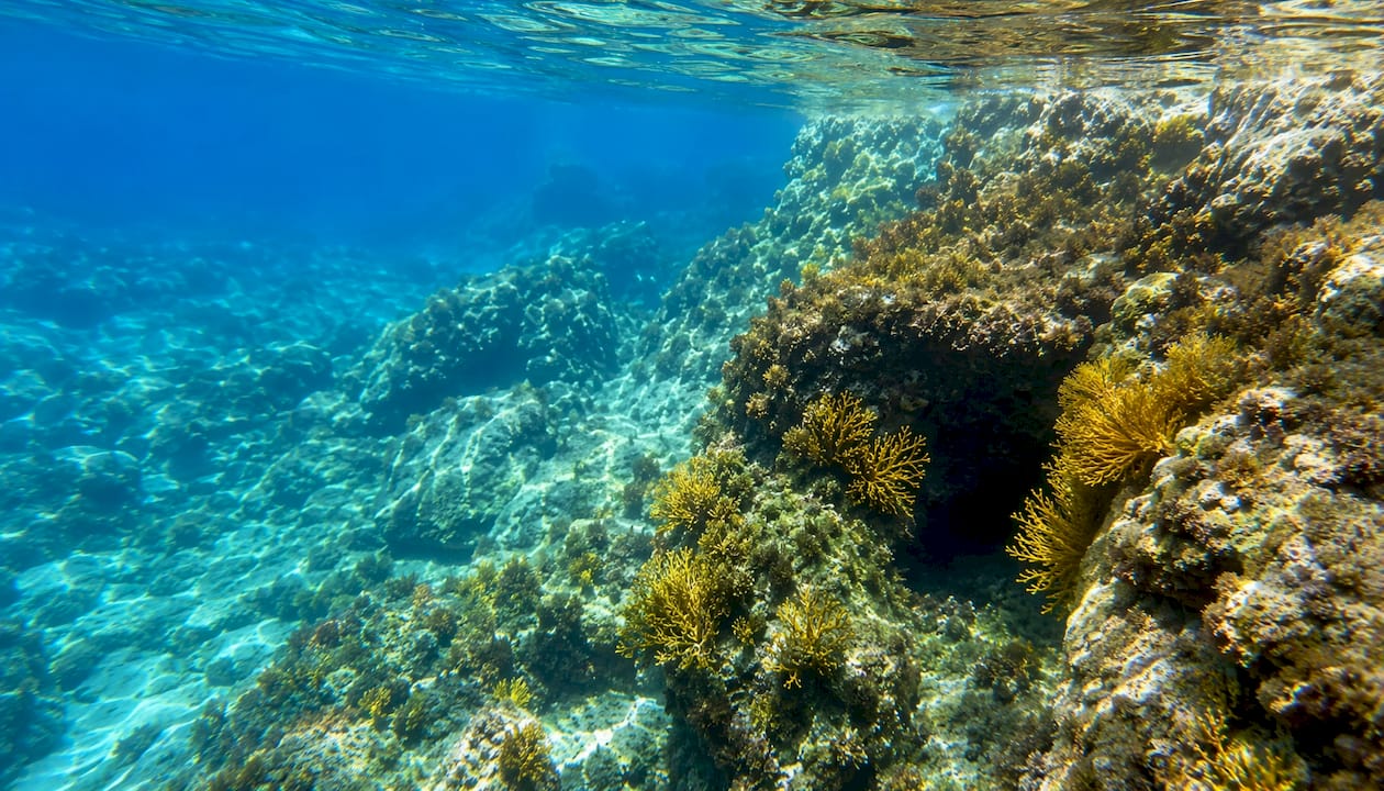 A Capo Sant’Andrea il mare svela fondali rocciosi ricchi di gorgonie, uno spettacolo imperdibile per chi ama immergersi nella natura incontaminata dell’isola.